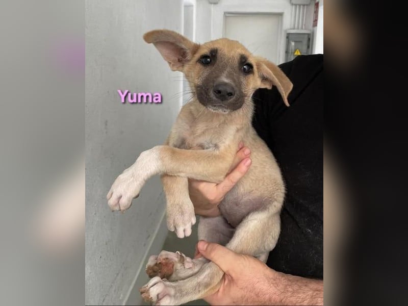 Yuma geb. 04/2023 (ESP) - verschmuste Hündin sucht Zuhause!