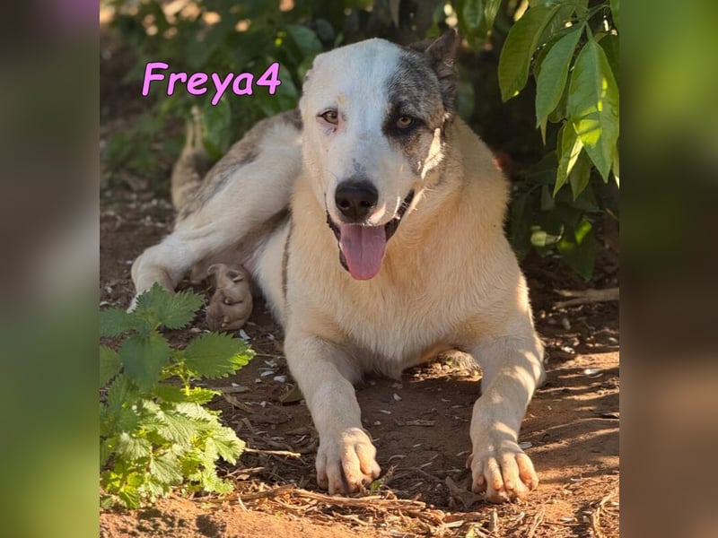 Freya4 geb. 05/2025 (ESP) - liebevolle, gesellige und verspielte Galgo-Mix Welpin sucht ein Zuhause!