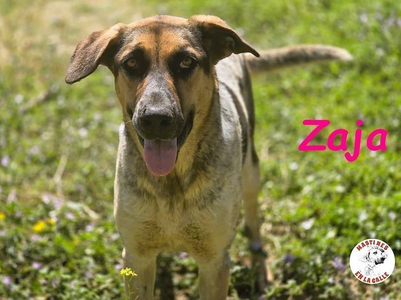 Zaja geb. 12/2023 (ESP) - aufgeschlossene, fröhliche und anhängliche Junghündin!