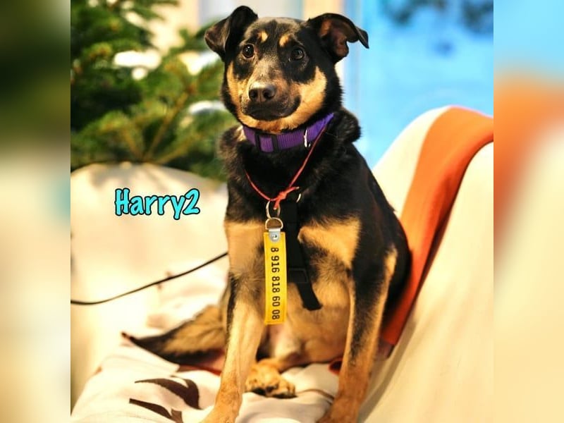 Harry2 geb. 12/2021 - ein Engel auf 4 Pfoten!