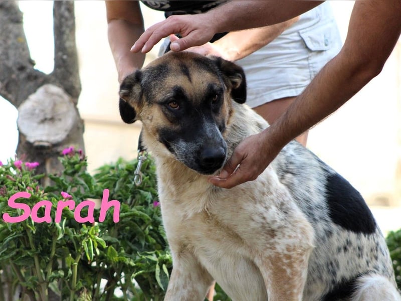 Sarah geb. 12/2023 (ESP) - aufgeschlossene, anhängliche und lustige Junghündin!