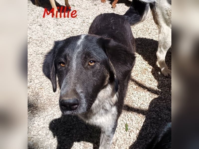 Millie geb. 09/2024 (GRC) - sanfte, verschmuste und verspielte Junghündin!