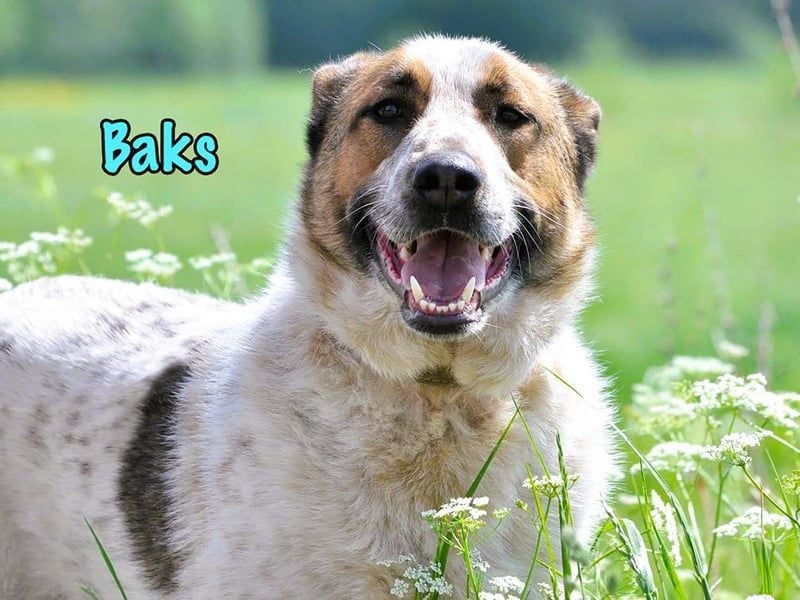 Baks geb. 11/2021 - ein ausgeglichener und sanftmütiger, ganz besonderer, wunderschöner Rüde!