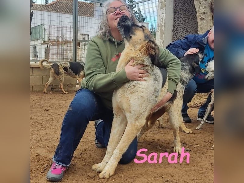 Sarah geb. 12/2023 (ESP) - aufgeschlossene, anhängliche und lustige Junghündin!