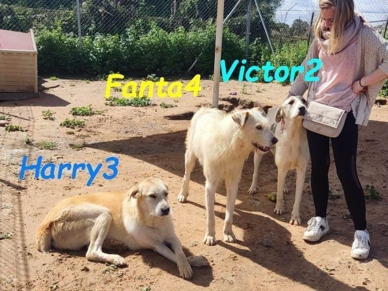 Harry3 07/2022 (ESP) - angenehmer und menschenbezogener Rüde!
