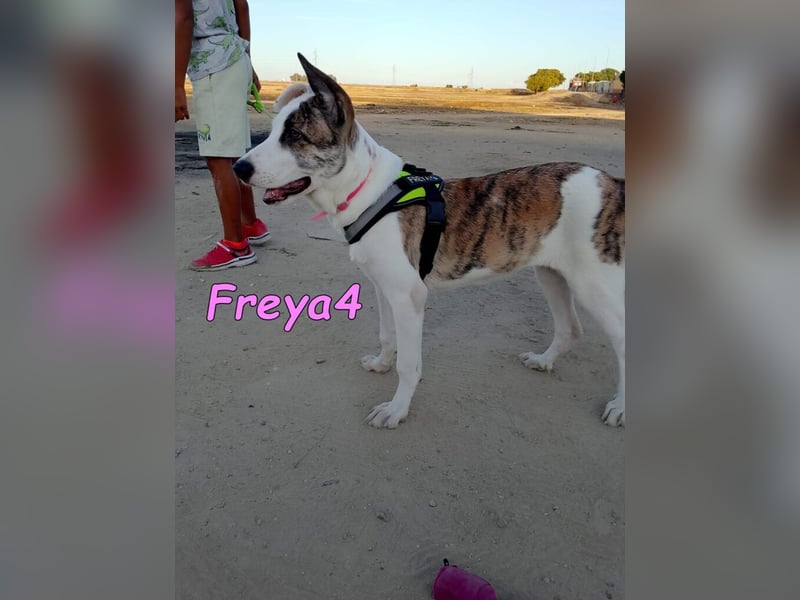 Freya4 geb. 05/2025 (ESP) - liebevolle, gesellige und verspielte Galgo-Mix Welpin sucht ein Zuhause!