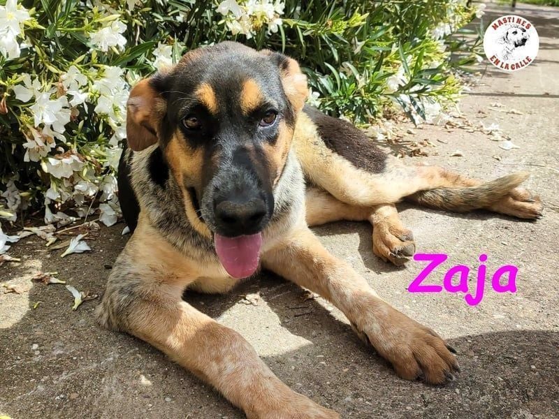 Zaja geb. 12/2023 (ESP) - aufgeschlossene, fröhliche und anhängliche Junghündin!