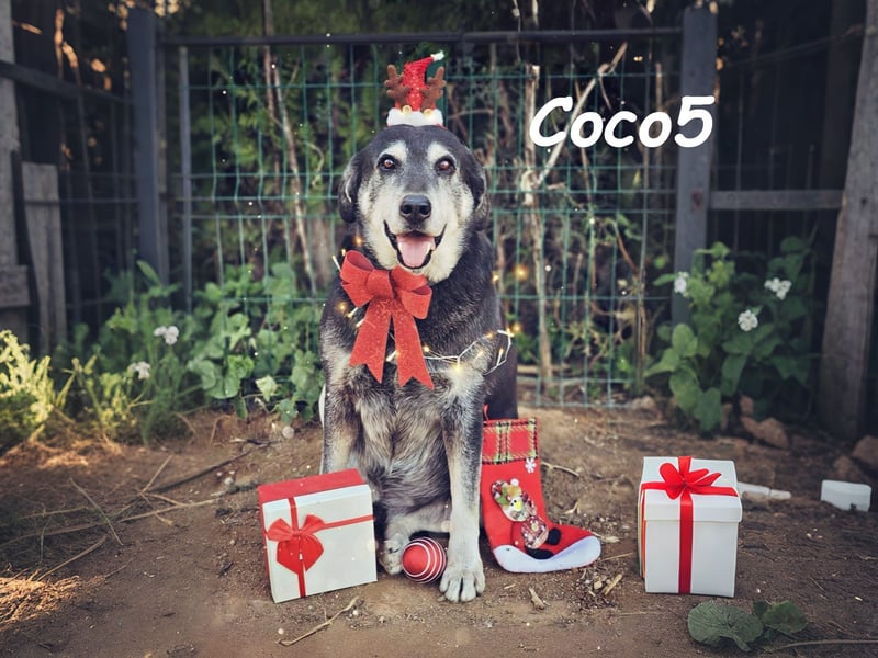 Coco5 geb. 06/2017 (ESP) - ein Engel auf vier Pfoten! Coco5 geb. 06/2017 (ESP) - ein Engel auf vier Pfoten!