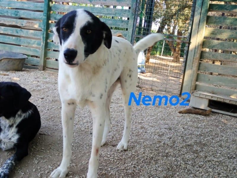 Nemo2 03/2023 (GRC) - ruhiger, ausgeglichener und verträglicher Rüde!