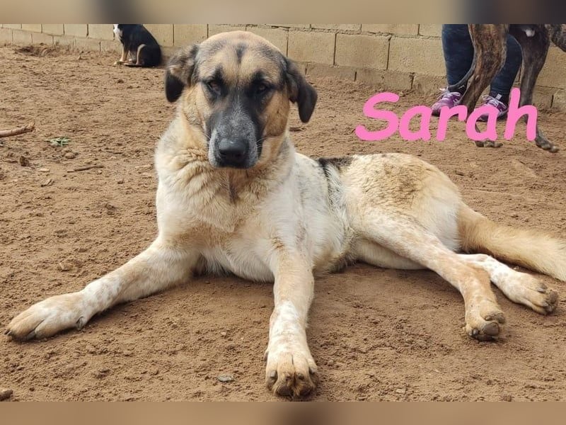 Sarah geb. 12/2023 (ESP) - aufgeschlossene, anhängliche und lustige Junghündin!