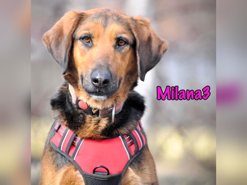 Milana3 geb. 01/2022 - menschenbezogene, freundliche und sanfte Schönheit!