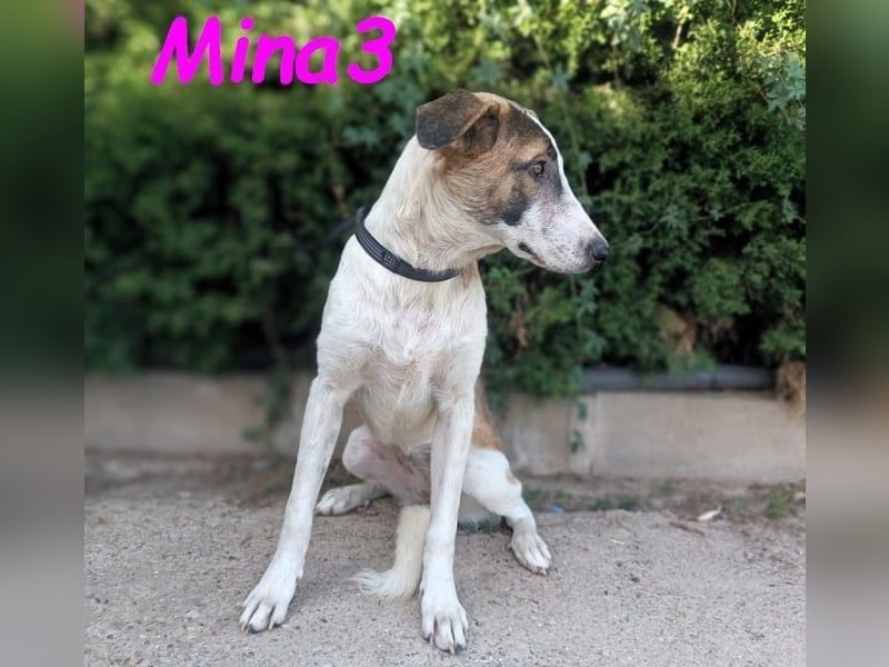 Mina3 geb. 12/2024 (ESP) - sanfte, verspielte und liebevolle Junghündin!