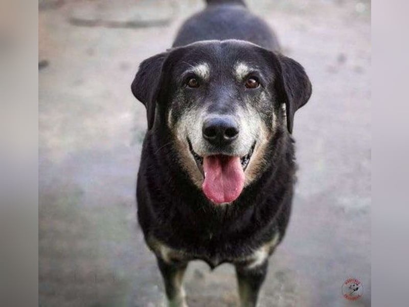 Coco5 geb. 06/2017 (ESP) - ein Engel auf vier Pfoten!