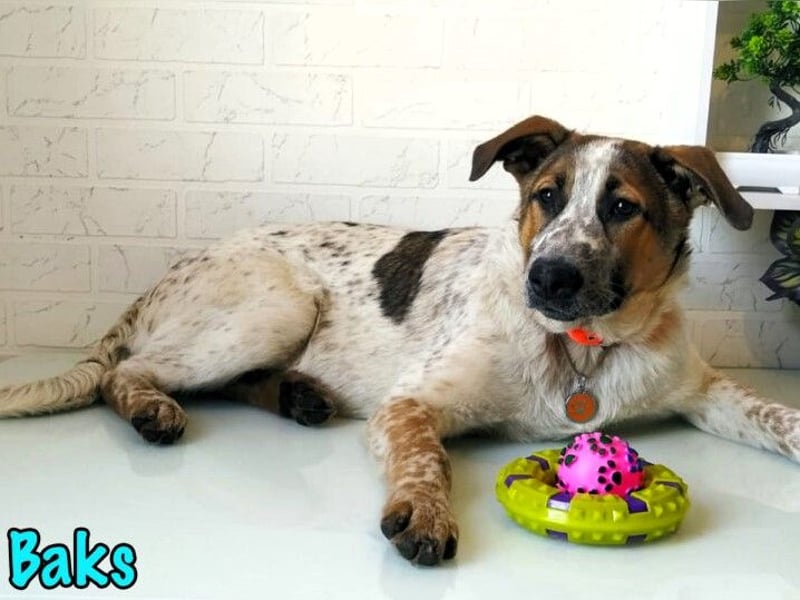 Baks geb. 11/2021 - ein ausgeglichener und sanftmütiger, ganz besonderer, wunderschöner Rüde!