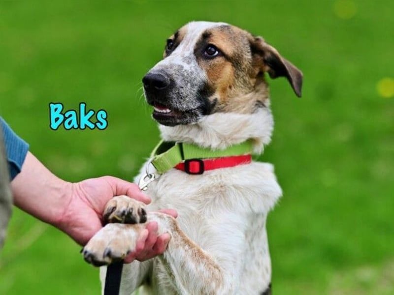 Baks geb. 11/2021 - ein ausgeglichener und sanftmütiger, ganz besonderer, wunderschöner Rüde!