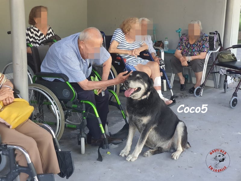 Coco5 geb. 06/2017 (ESP) - ein Engel auf vier Pfoten! Coco5 geb. 06/2017 (ESP) - ein Engel auf vier Pfoten!