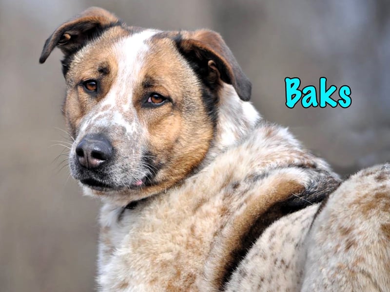 Baks geb. 11/2021 - ein ausgeglichener und sanftmütiger, ganz besonderer, wunderschöner Rüde!