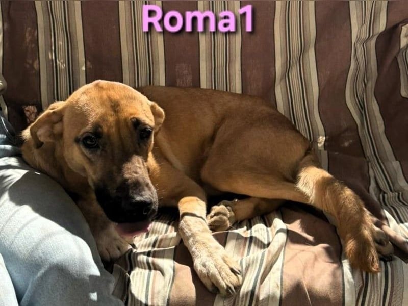 Roma1 geb. 04/2023 (ESP) - freundliche Hündin wünscht sich Familie!