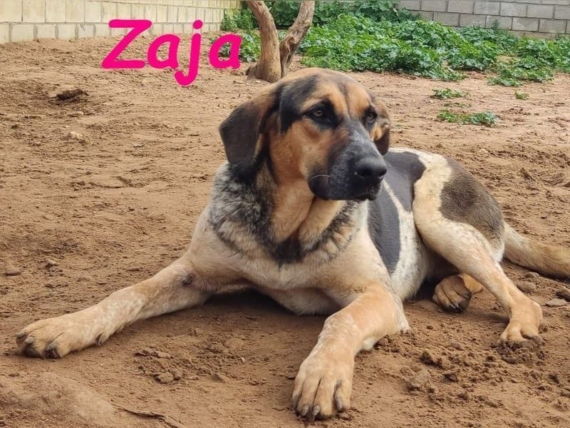 Zaja geb. 12/2023 (ESP) - aufgeschlossene, fröhliche und anhängliche Junghündin!