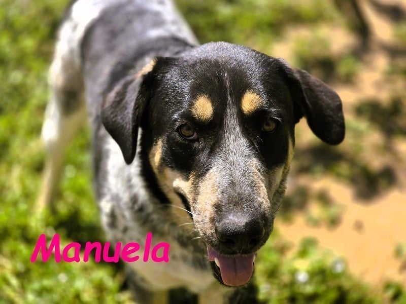 Manuela geb. 12/2023 (ESP) - harmonische, gutmütige und lustige Junghündin!