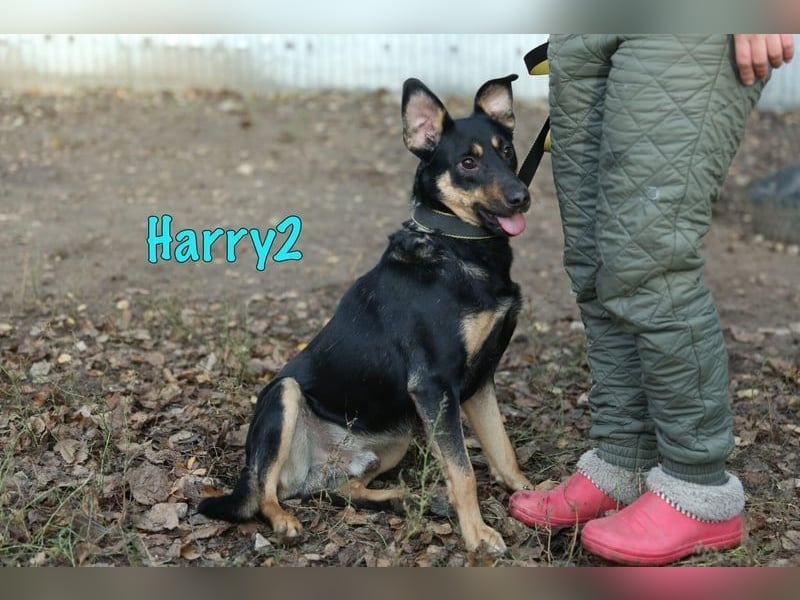 Harry2 geb. 12/2021 - ein Engel auf 4 Pfoten!