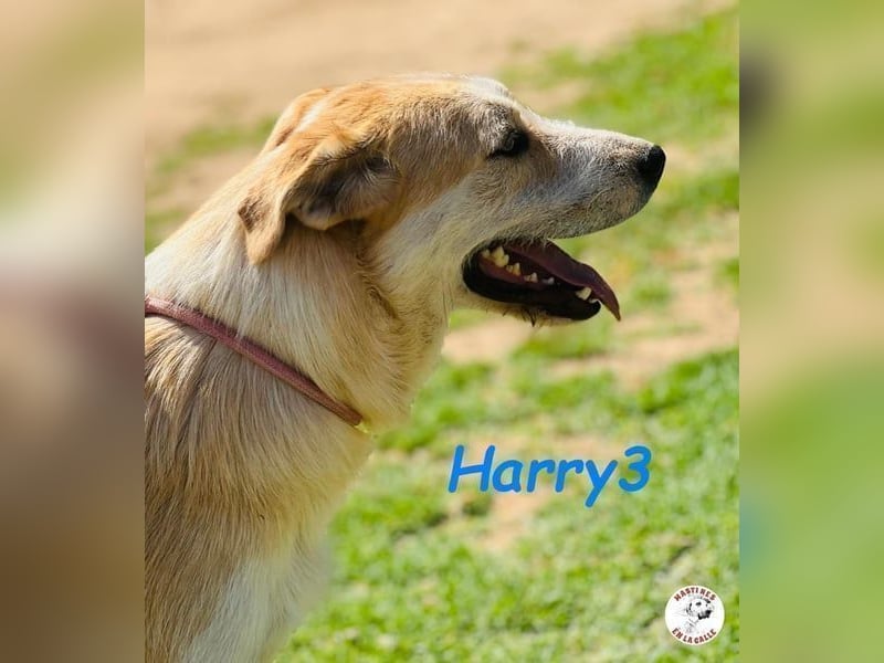 Harry3 07/2022 (ESP) - angenehmer und menschenbezogener Rüde!