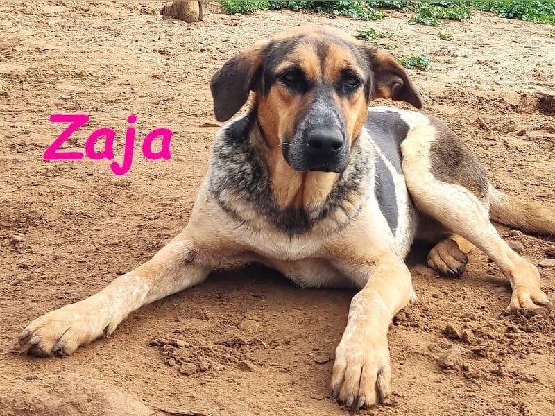 Zaja geb. 12/2023 (ESP) - aufgeschlossene, fröhliche und anhängliche Junghündin!