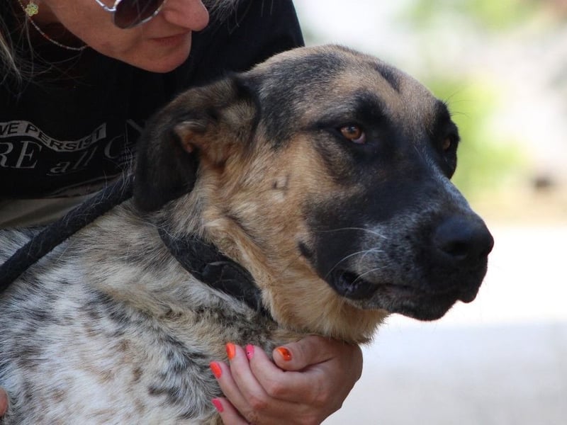 Sarah geb. 12/2023 (ESP) - aufgeschlossene, anhängliche und lustige Junghündin!