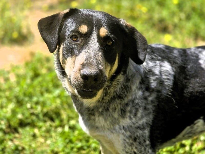 Manuela geb. 12/2023 (ESP) - harmonische, gutmütige und lustige Junghündin!