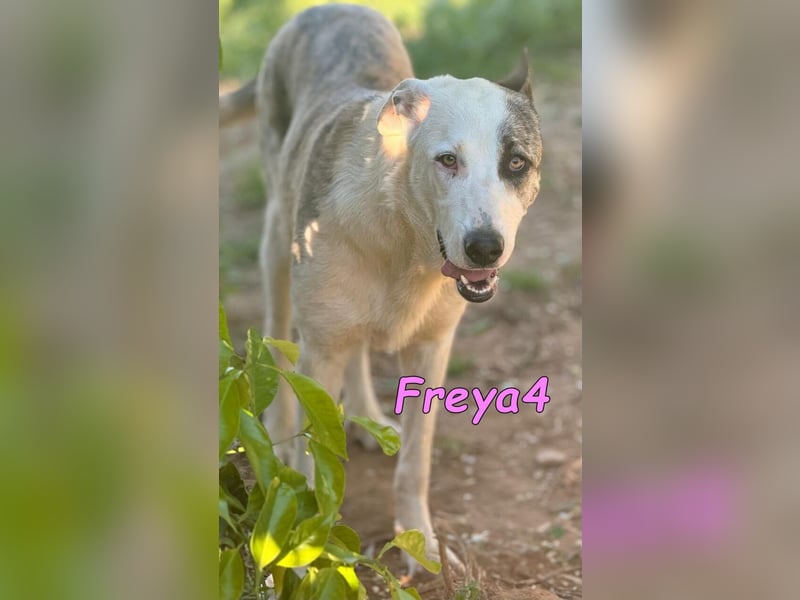 Freya4 geb. 05/2025 (ESP) - liebevolle, gesellige und verspielte Galgo-Mix Welpin sucht ein Zuhause!