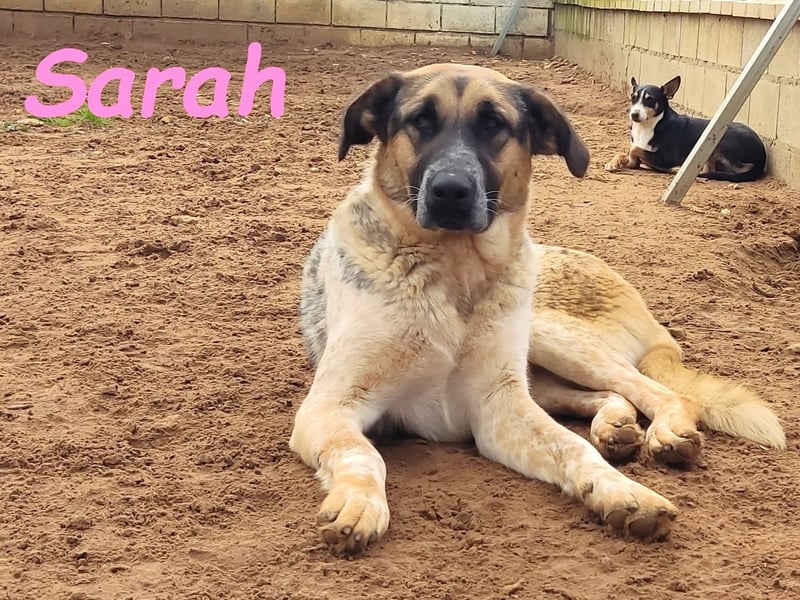 Sarah geb. 12/2023 (ESP) - aufgeschlossene, anhängliche und lustige Junghündin!