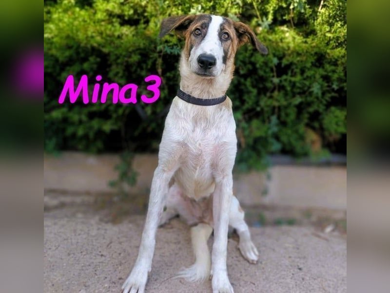 Mina3 geb. 12/2024 (ESP) - sanfte, verspielte und liebevolle Junghündin!