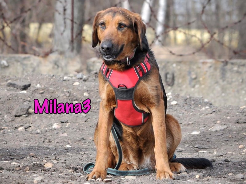 Milana3 geb. 01/2022 - menschenbezogene, freundliche und sanfte Schönheit!