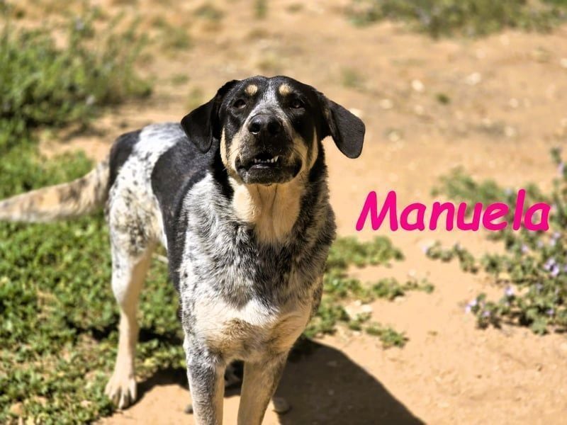 Manuela geb. 12/2023 (ESP) - harmonische, gutmütige und lustige Junghündin!