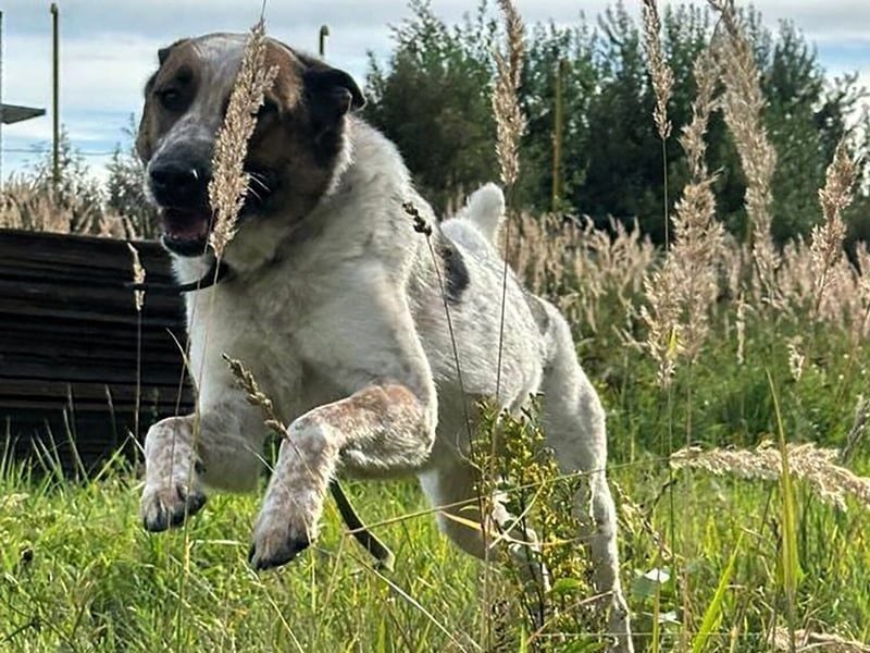 Baks geb. 11/2021 - ein ausgeglichener und sanftmütiger, ganz besonderer, wunderschöner Rüde!