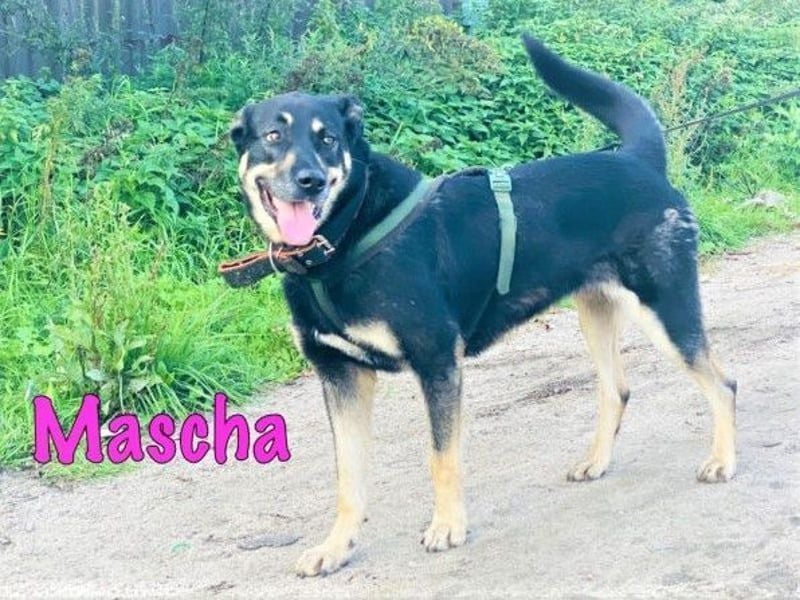 Mascha geb. 11/2016 - genügsame, brave und unglaublich verschmuste Hündin!