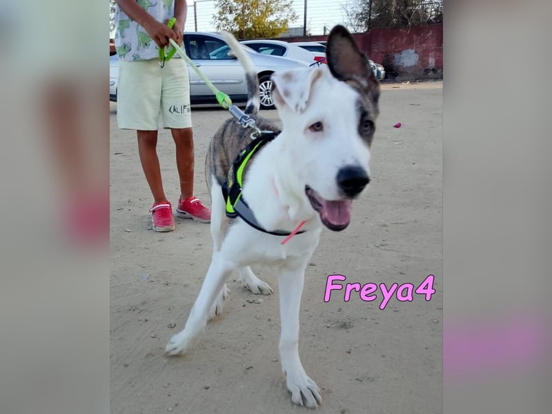 Freya4 geb. 05/2025 (ESP) - liebevolle, gesellige und verspielte Galgo-Mix Welpin sucht ein Zuhause!
