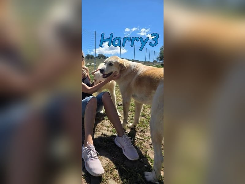 Harry3 07/2022 (ESP) - angenehmer und menschenbezogener Rüde!