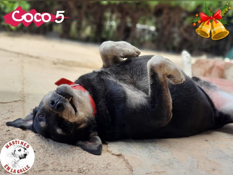 Coco5 geb. 06/2017 (ESP) - ein Engel auf vier Pfoten! Coco5 geb. 06/2017 (ESP) - ein Engel auf vier Pfoten!