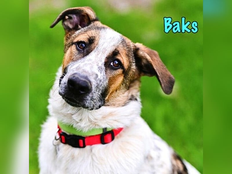 Baks geb. 11/2021 - ein ausgeglichener und sanftmütiger, ganz besonderer, wunderschöner Rüde!