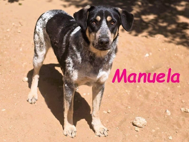 Manuela geb. 12/2023 (ESP) - harmonische, gutmütige und lustige Junghündin!