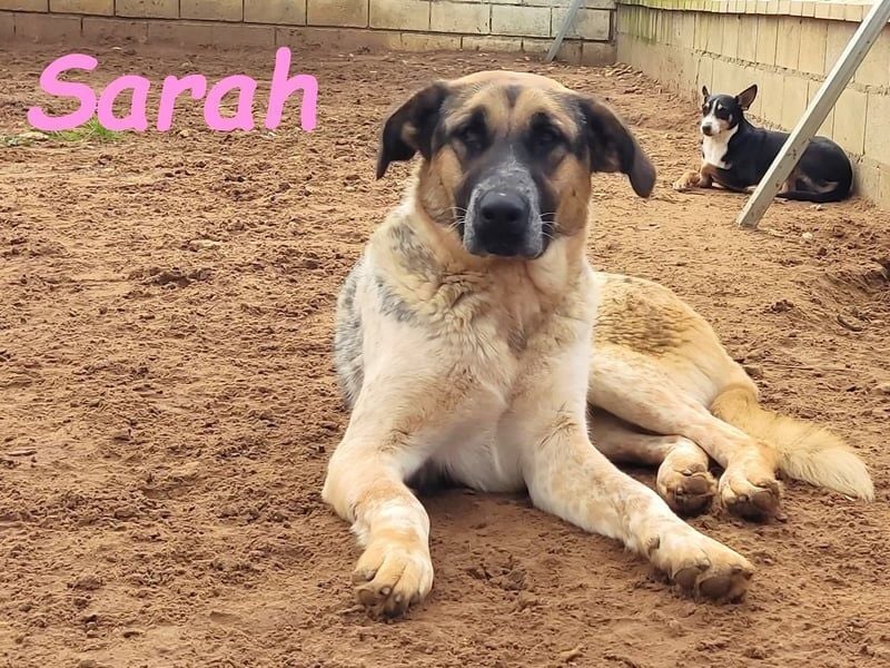 Sarah geb. 12/2023 (ESP) - aufgeschlossene, anhängliche und lustige Junghündin!