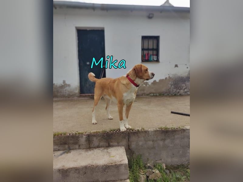 Mika geb. 11/2024 (ESP) - lebensfroher, sportlicher und lernwilliger Junghund!