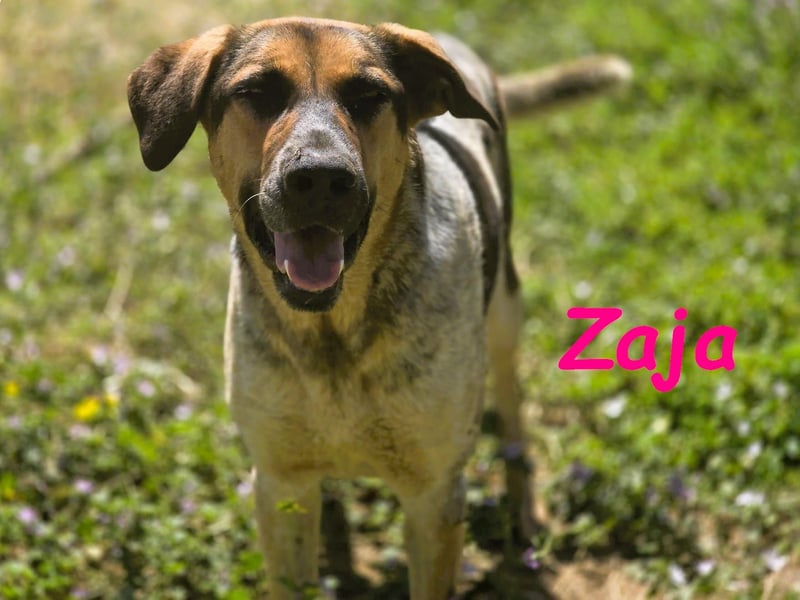 Zaja geb. 12/2023 (ESP) - aufgeschlossene, fröhliche und anhängliche Junghündin!