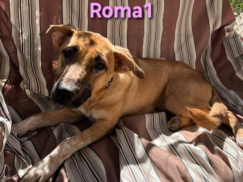 Roma1 geb. 04/2023 (ESP) - freundliche Hündin wünscht sich Familie!