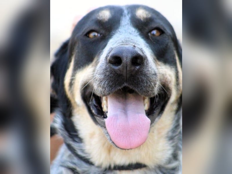 Manuela geb. 12/2023 (ESP) - harmonische, gutmütige und lustige Junghündin!