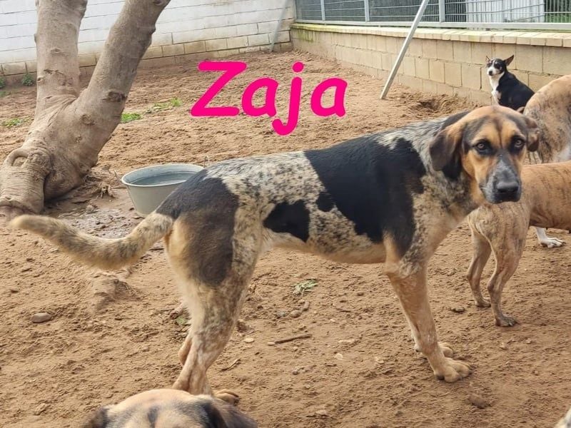 Zaja geb. 12/2023 (ESP) - aufgeschlossene, fröhliche und anhängliche Junghündin!