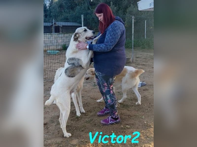 Victor2 geb. 03/2022 (ESP) - ausgeglichener, kinderlieber und sozialer Rüde! Victor2 geb. 03/2022 (ESP) - ausgeglichener, kinderlieber und sozialer Rüde!