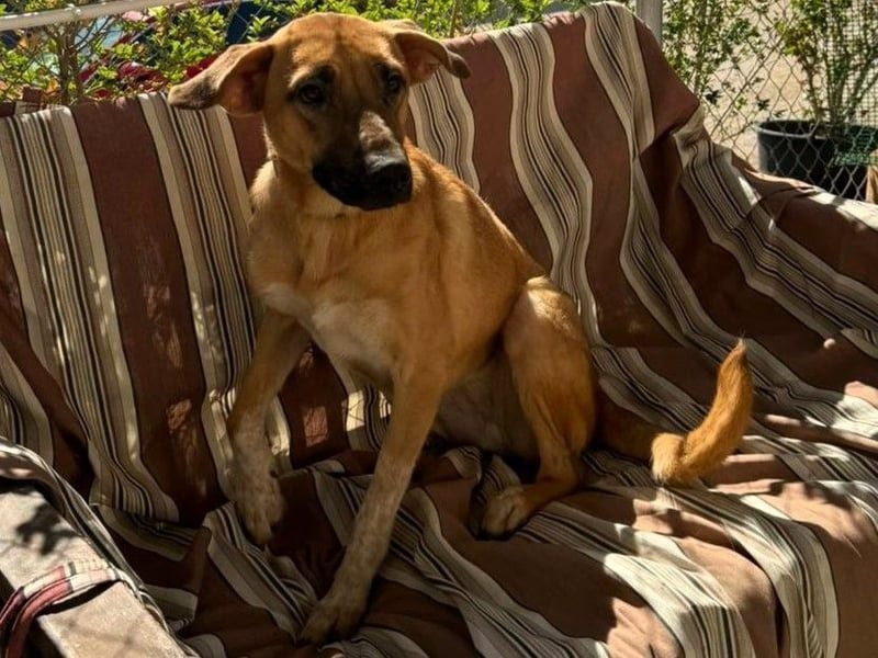 Roma1 geb. 04/2023 (ESP) - freundliche Hündin wünscht sich Familie!