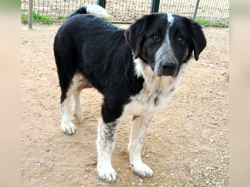 Millie geb. 09/2024 (GRC) - sanfte, verschmuste und verspielte Junghündin!